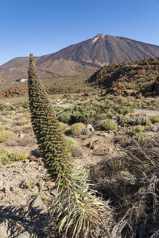 El Teide和Echium wildpretii，红色Tajinaste在前面